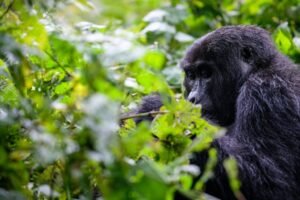 1 Day Rwanda Gorilla Trekking Safari