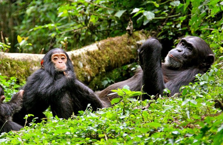 2 days Nyungwe chimpanzee Trekking Rwanda Safaris