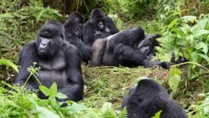 3 Days Rwanda Gorilla Tour