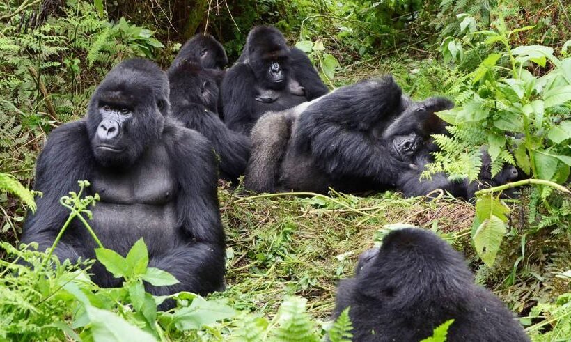 3 Days Rwanda Gorilla Tour