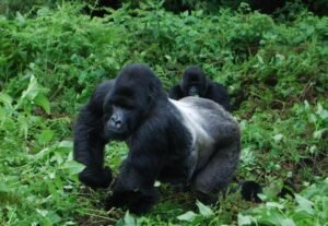 4 Days Gorilla Trekking Rwanda Safari